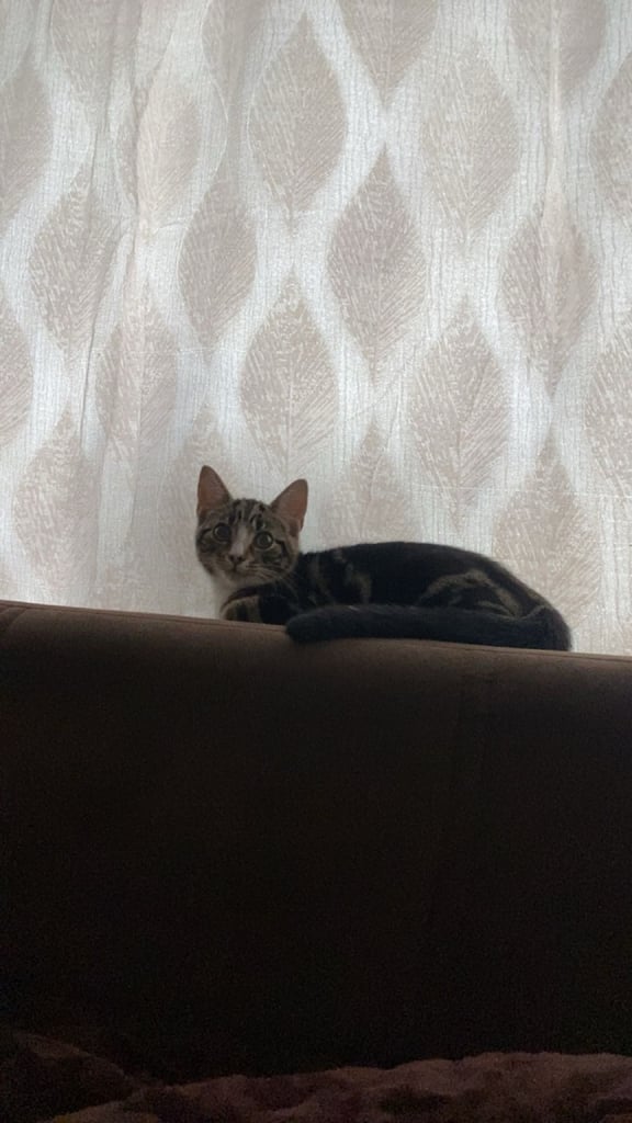 Friendly tabby kitten 6 months ready for new home 