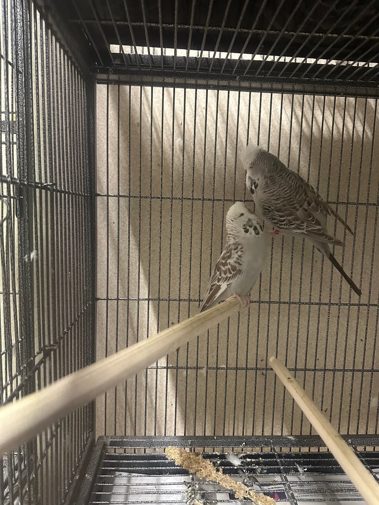  Large Budgies – Exhibition & Normal 