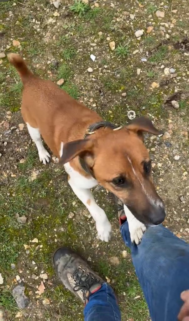 Plummer terrier for sale 