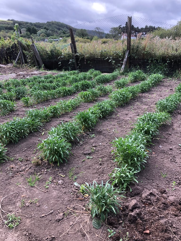 image for For sale bare root wall flowers 