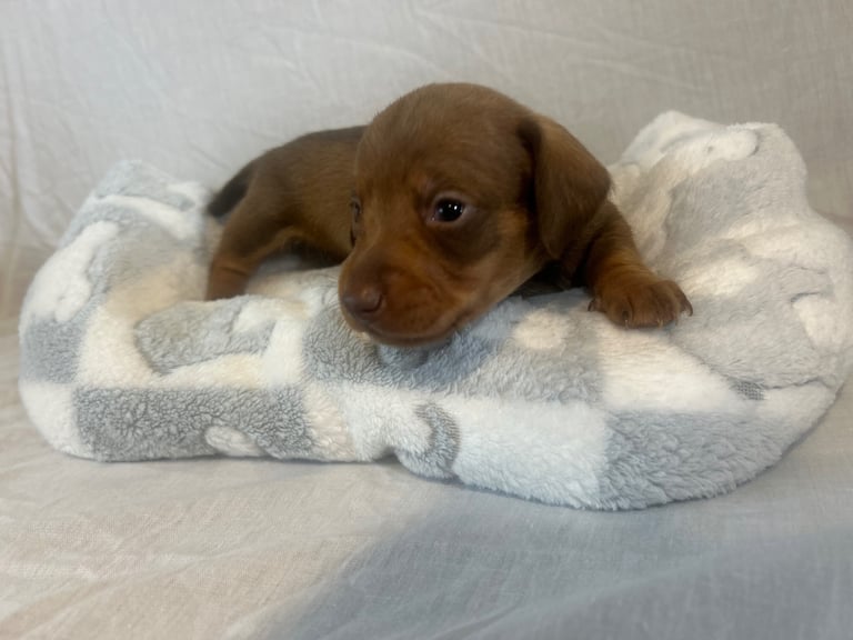 dachshund puppy’s ready to leave next week 