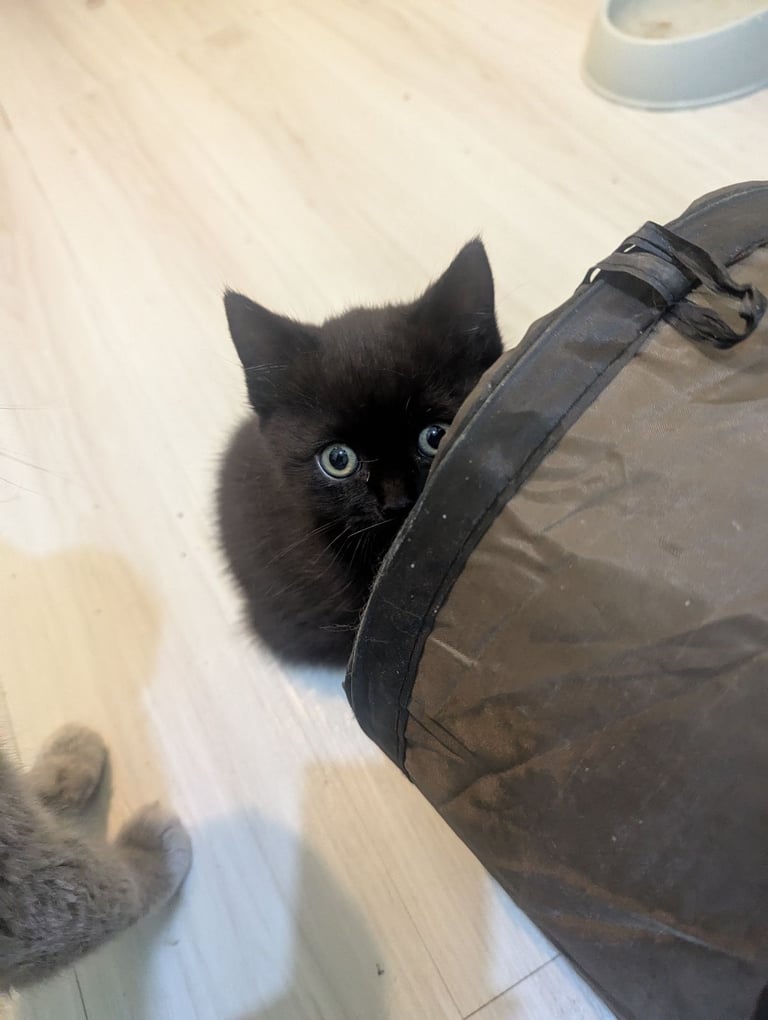 Chocolate BSH Kitten – Ready Now,!
