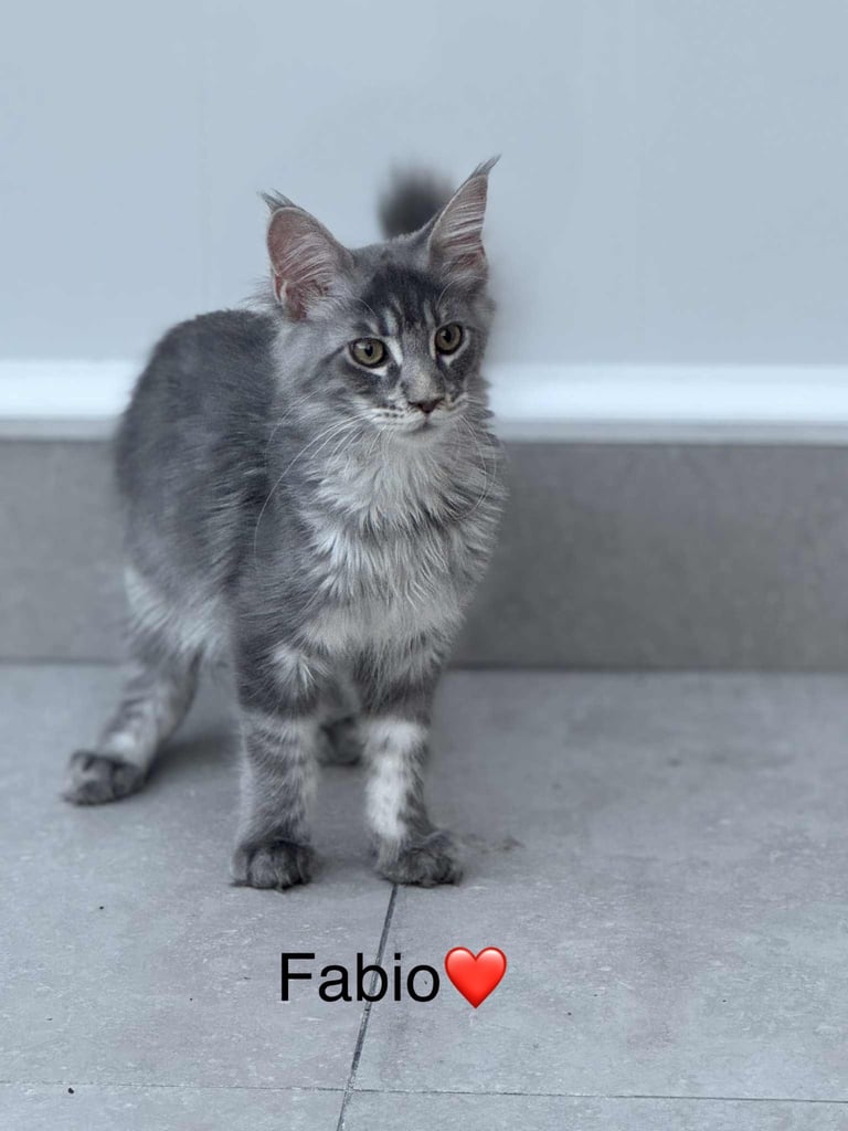 Maine Coon XXL- Pedigree 