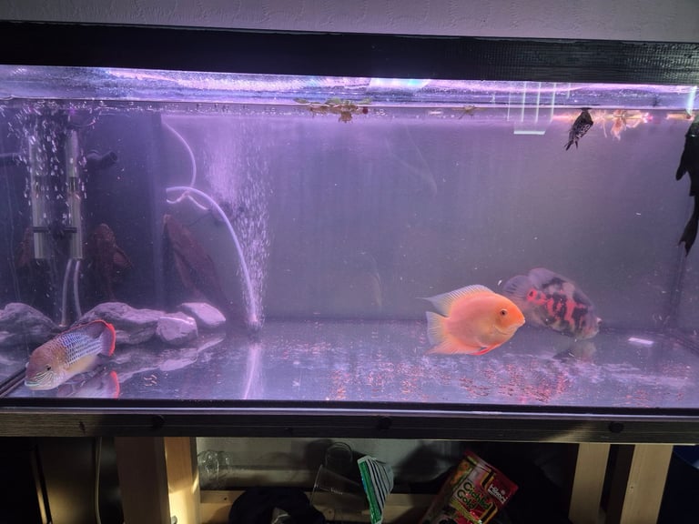 Selling all fish in my Aquarium collection only message me for price of one middleton area