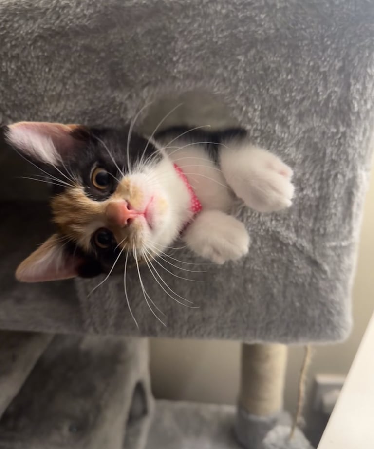Female Kitten