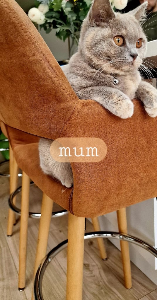 Beautiful, Affectionate Male Kitten - ready to go now