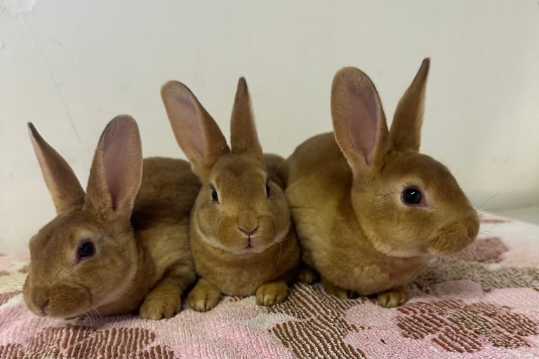 Beautiful mini Rex’s for sale 