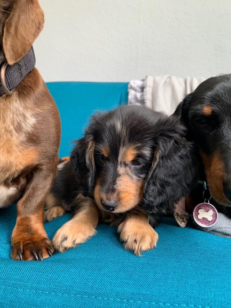 KC Registered long haired mini dachshund