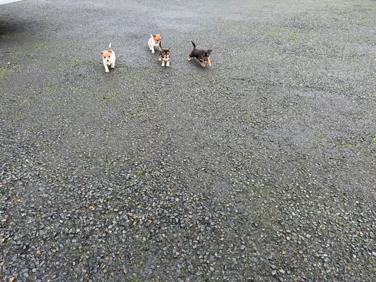 Jack Russell puppies 