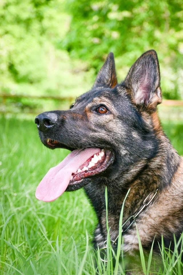 Stunning German Shepard Litter