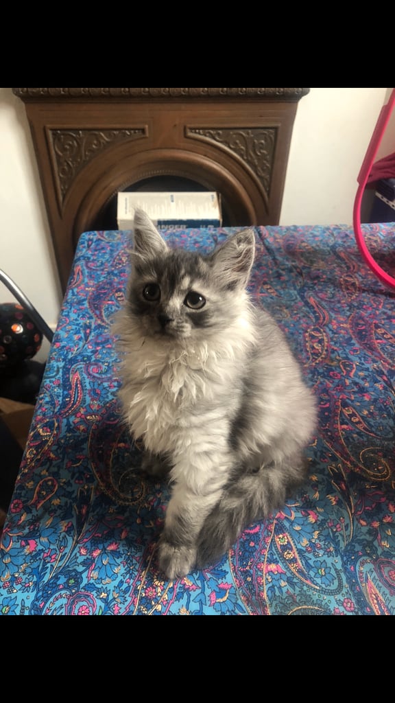 Norweigan Forest Kittens
