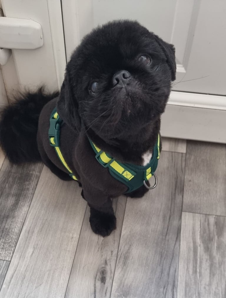Pekingnese Dog 