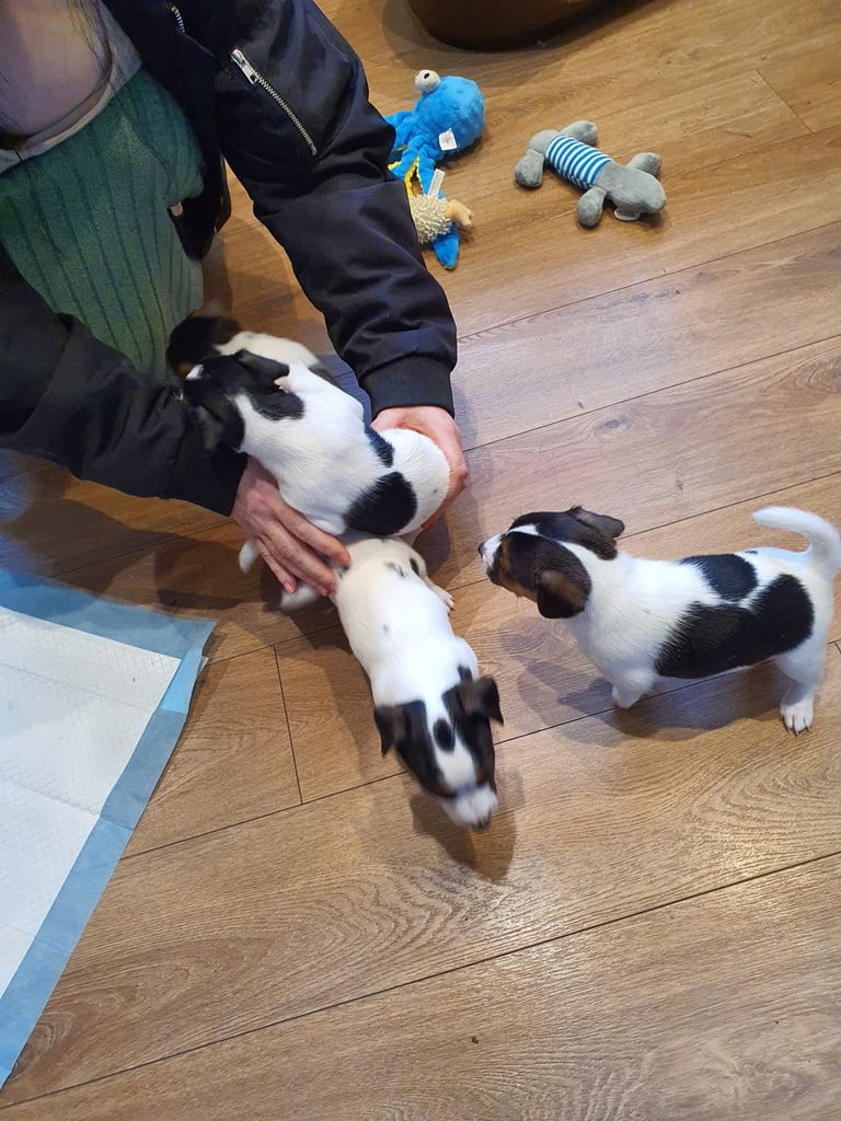 Jack Russell Puppies 