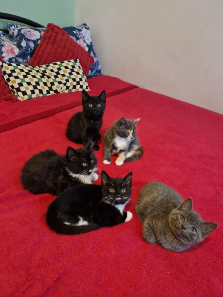 image for Cats