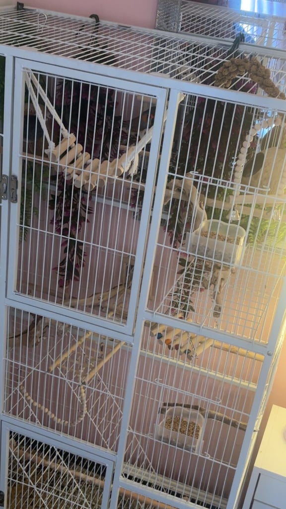 Male and female zebra finches with huge enclosure 