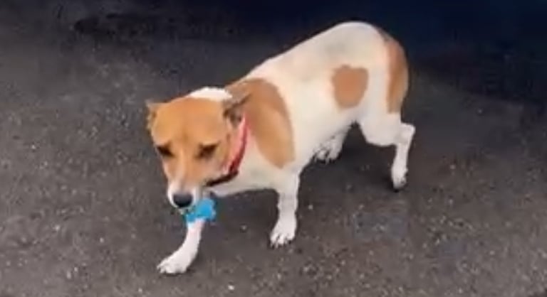 Miniature Asian toy Jackapoo puppys