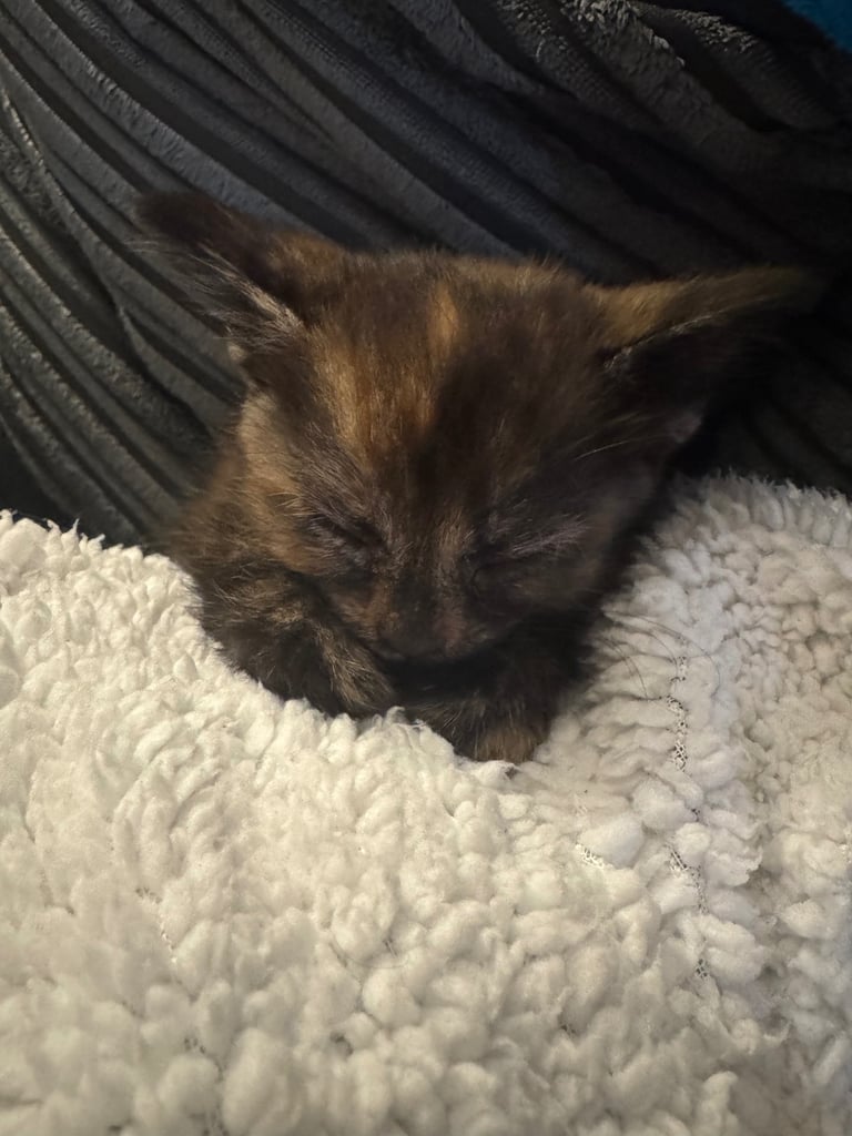 7 week old Kittens for sale 