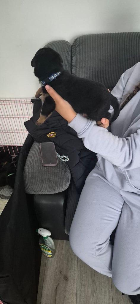 Rottweiler puppies