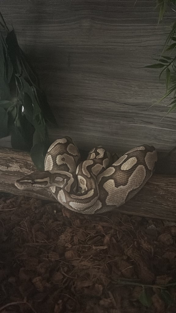 Ball Python and 4ft vivarium and cabinet 