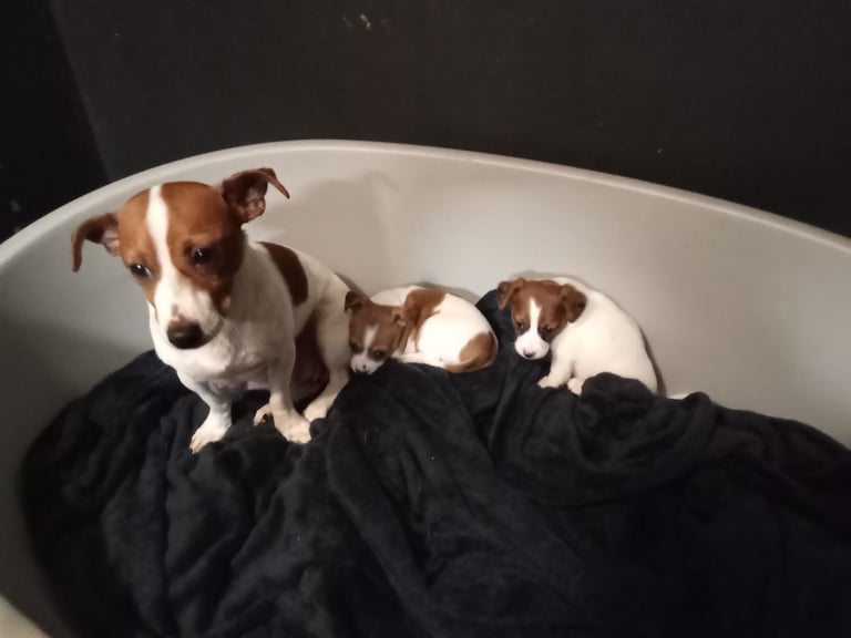 Miniature jack Russell puppy 
