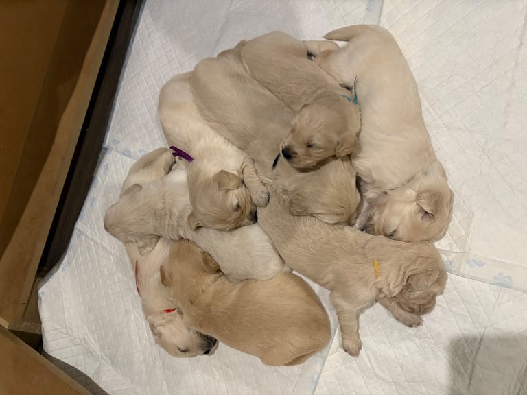 Golden Retriever puppies for sale 
