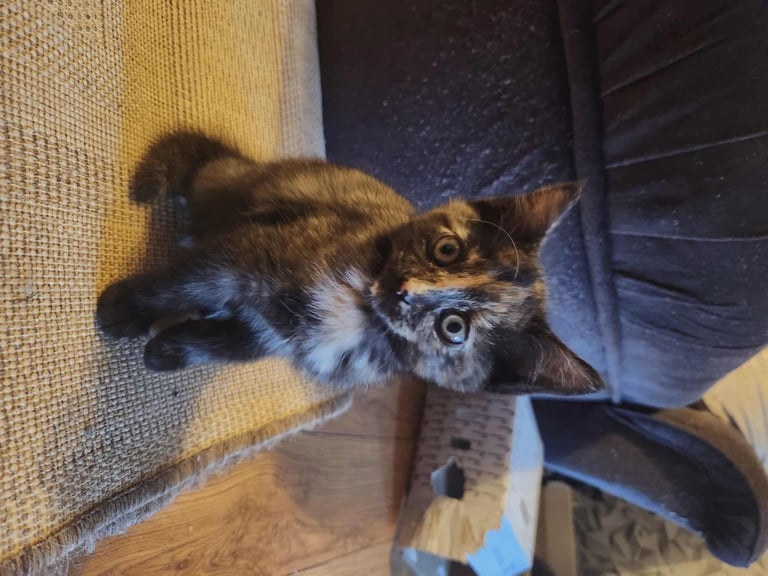 image for 8 kittens looking for new homes