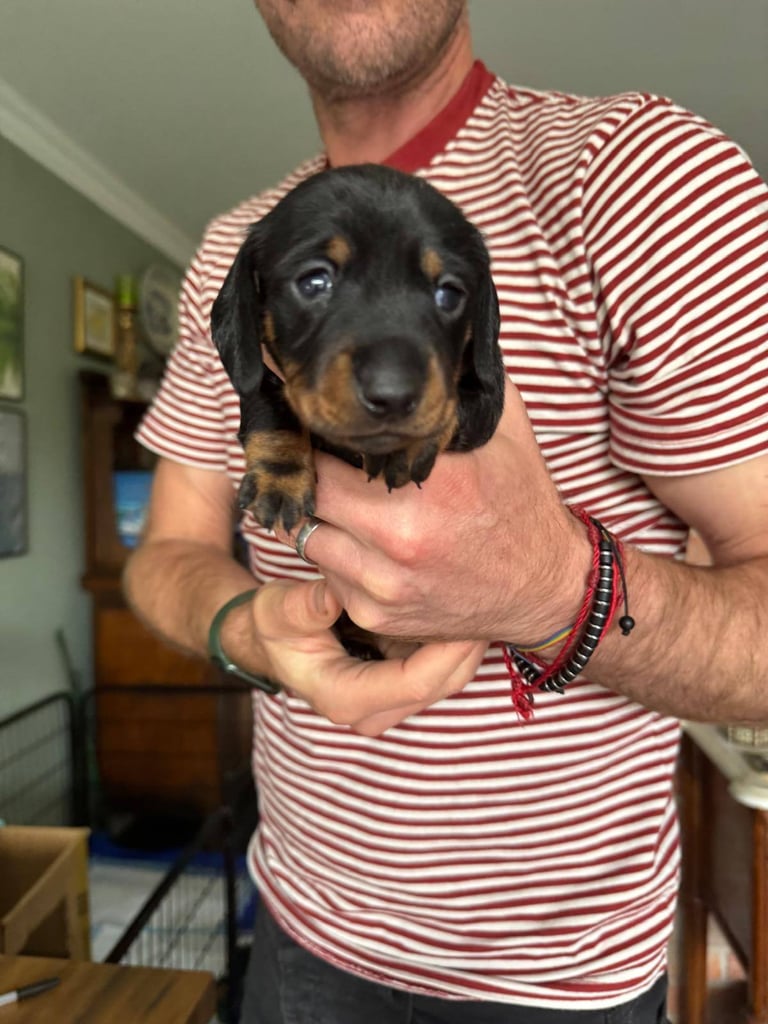 Miniature Dachshund Puppies   **Ready soon**