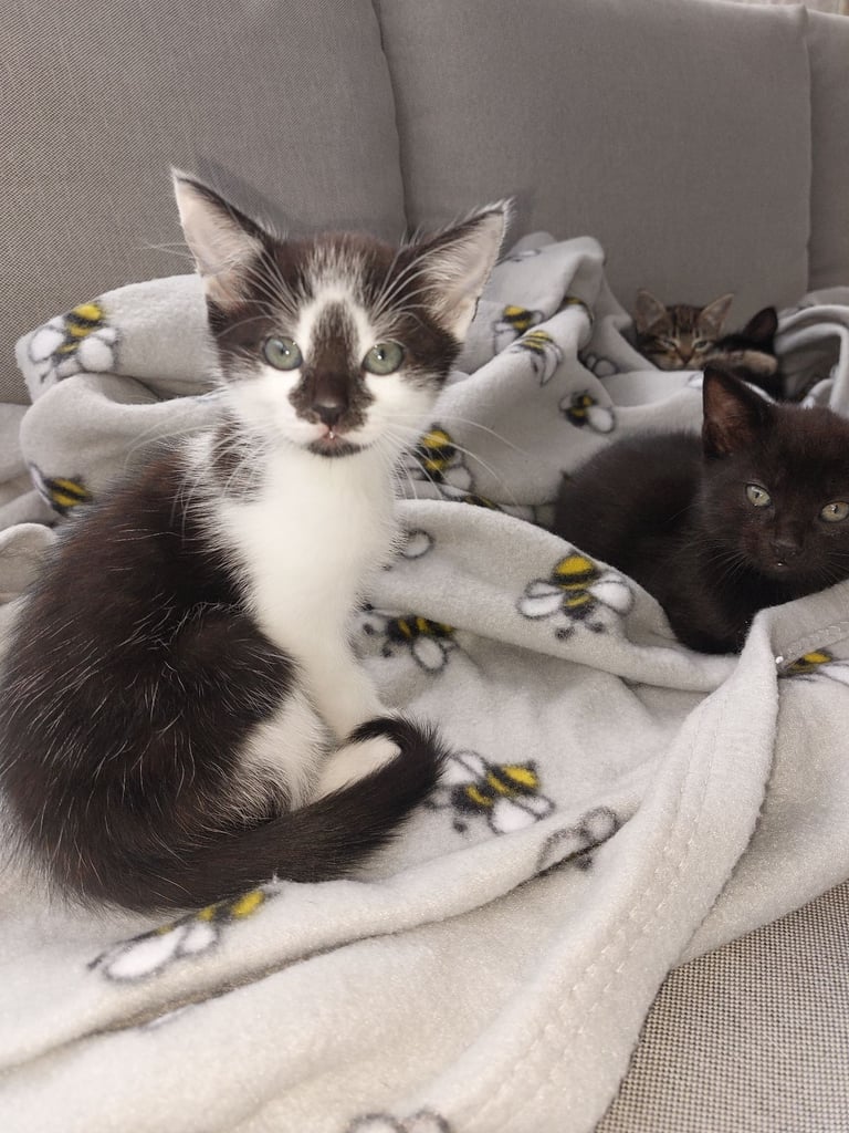 4 gorgeous kittens for sale. 