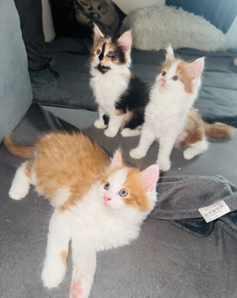 image for 🐾 Adorable Maine Coon Mix Kittens – Ready for Their New Homes! 🐾