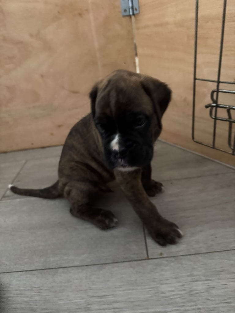 KC Boxer puppies - bobtail & longtail 🐶🩷💙