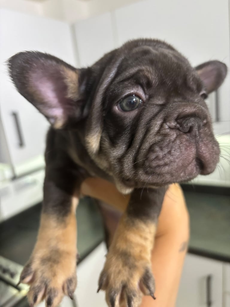 French Bulldog puppy - Male