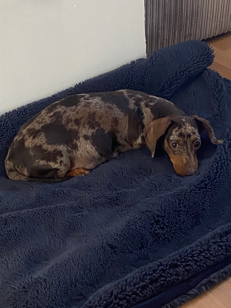Pedigree miniature dachshund