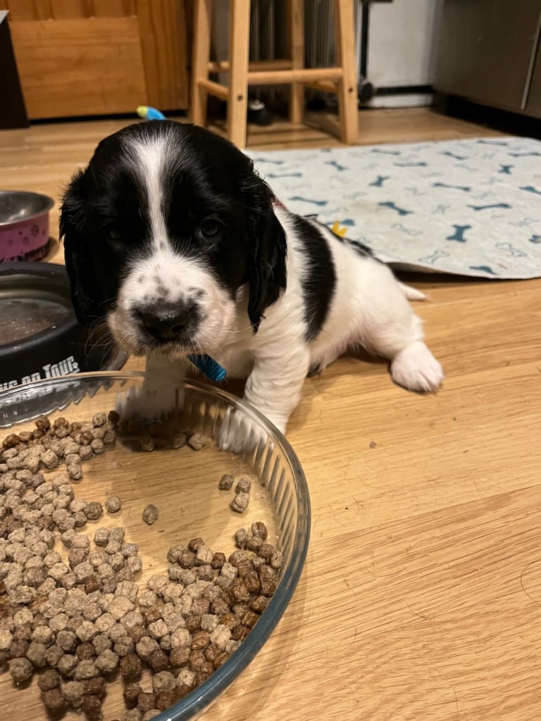 Beautiful Doodle Basset Pups 