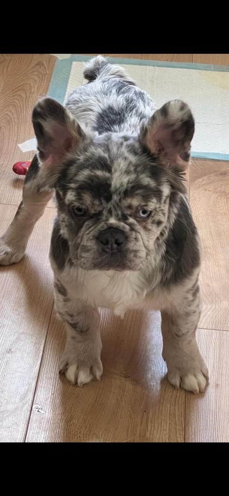 Fluffy Frenchie