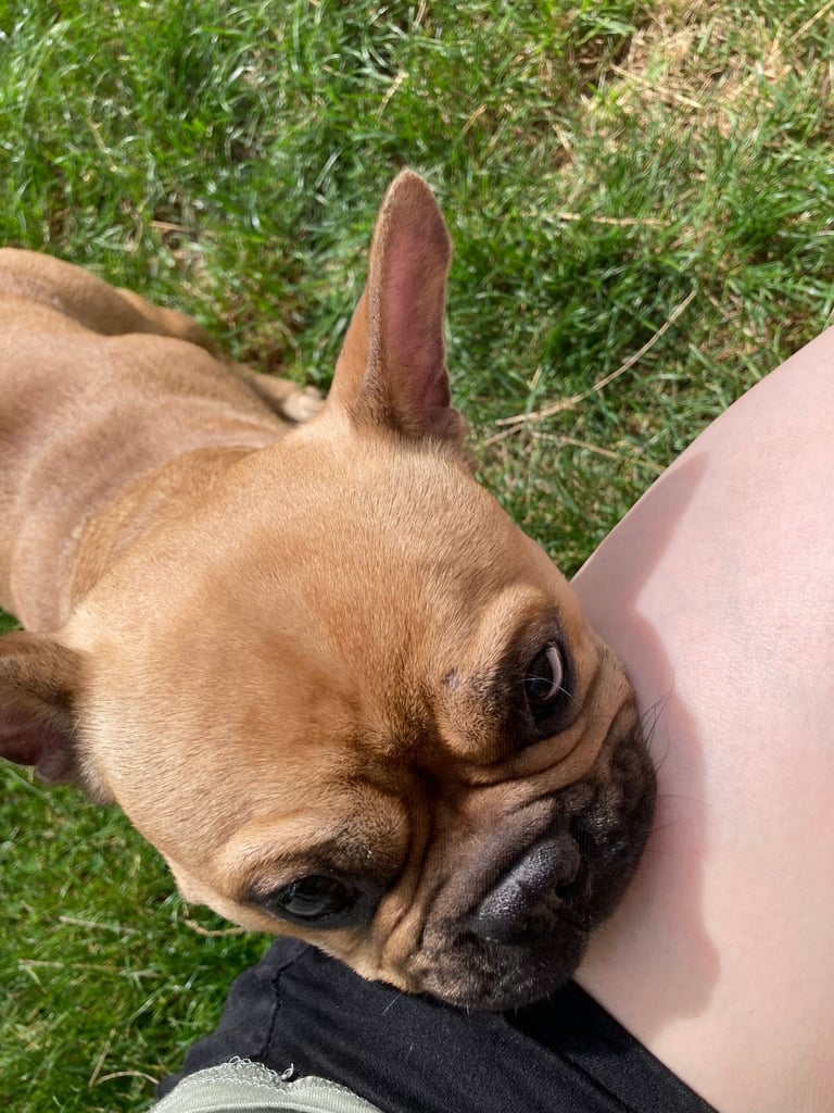 Two adorable French bulldog puppies looking for a new home! 🐶🐾