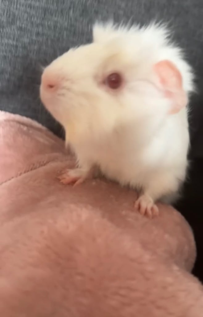 2 male guinea pigs (boars) with cage and accessories.