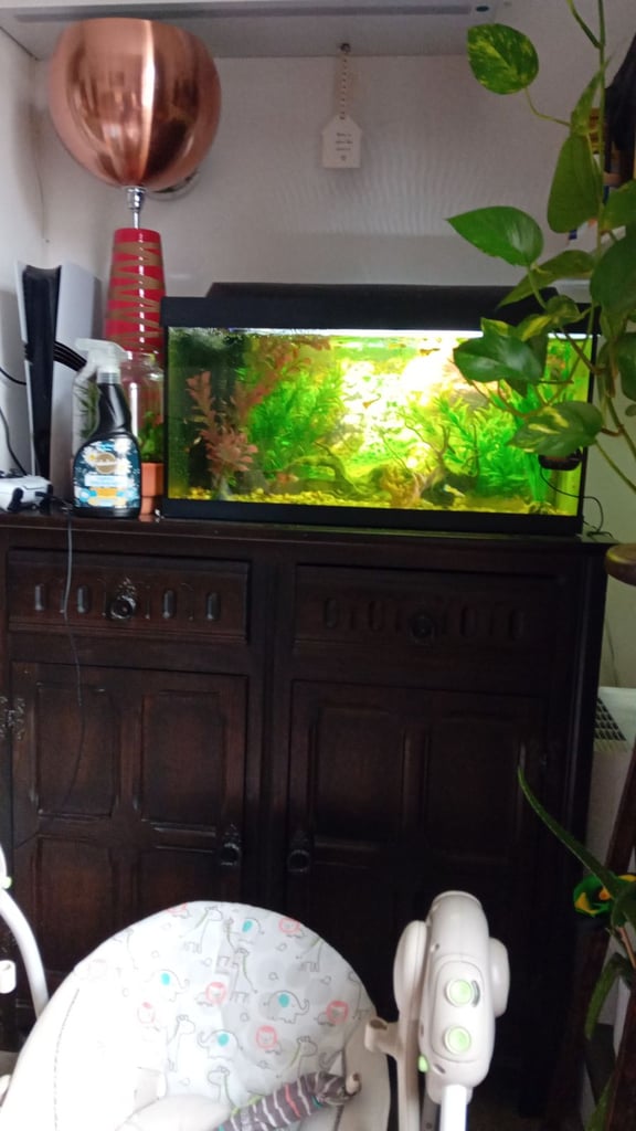 New aquarium  and lots of guppies!!