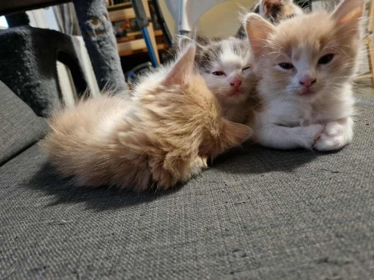 Ragdoll x Calico Kittens