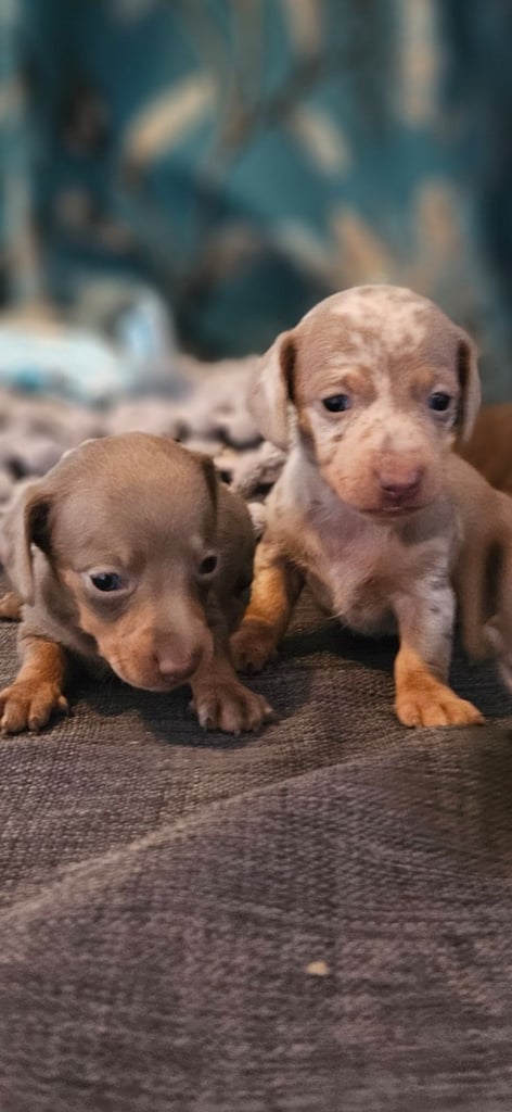 KC Miniature dachshund 