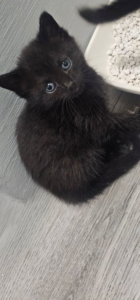 🐾 Adorable Black Kittens 🐾