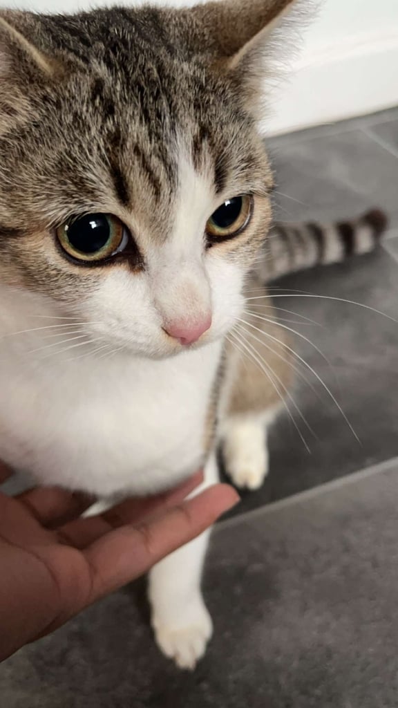 Cat for sell