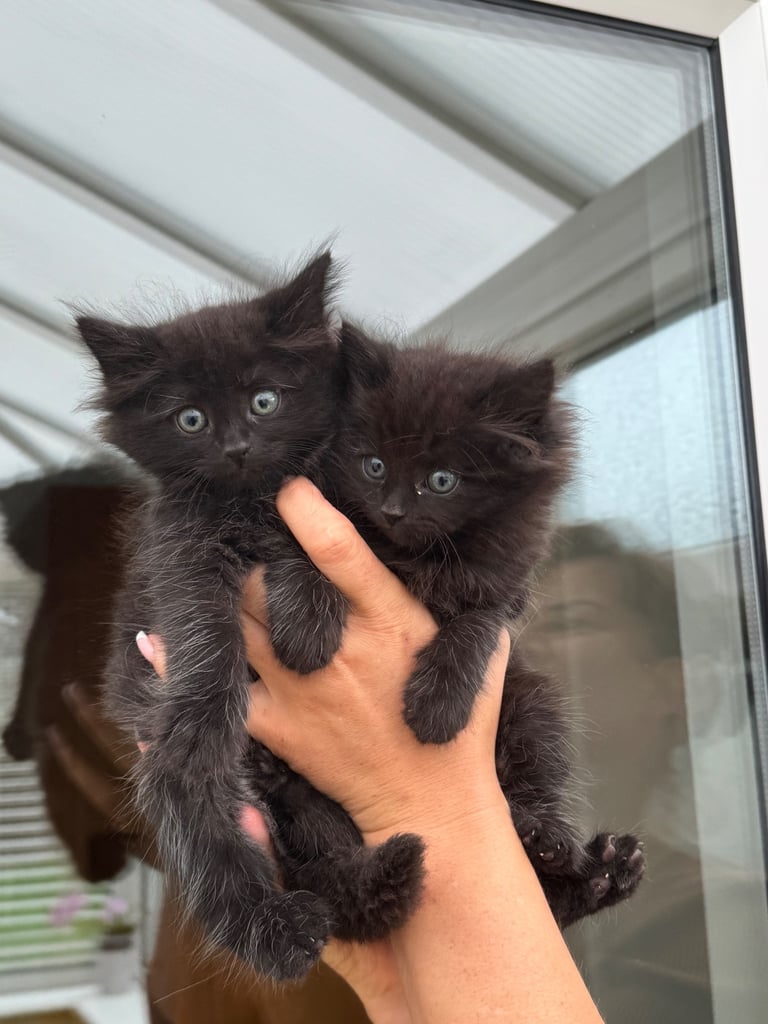 Maine coon cross kittens 