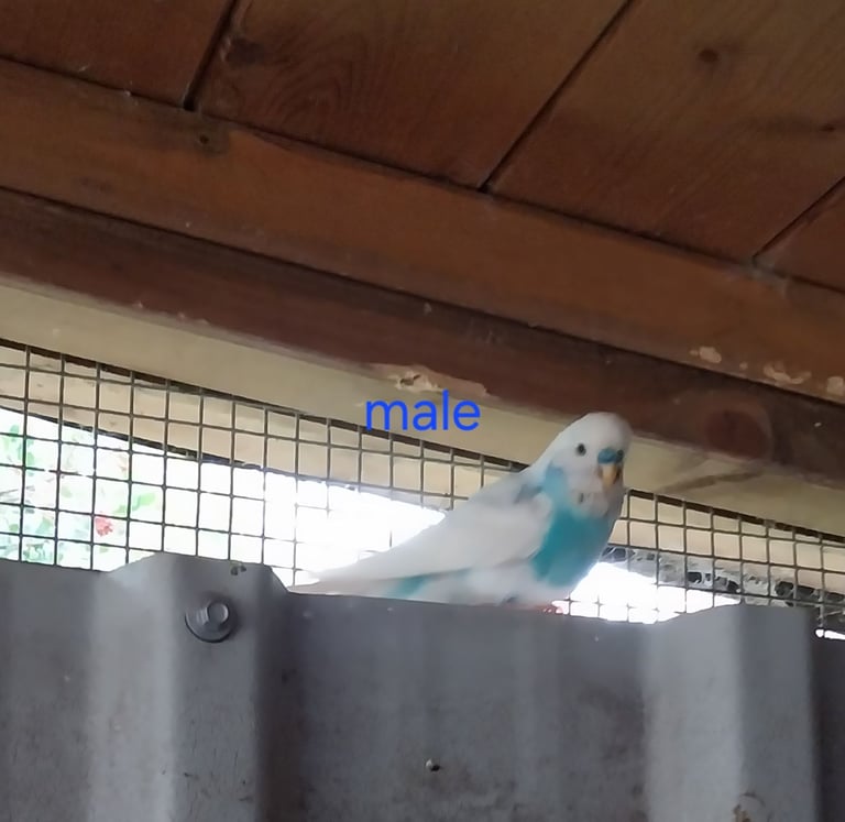 Baby budgies for sale