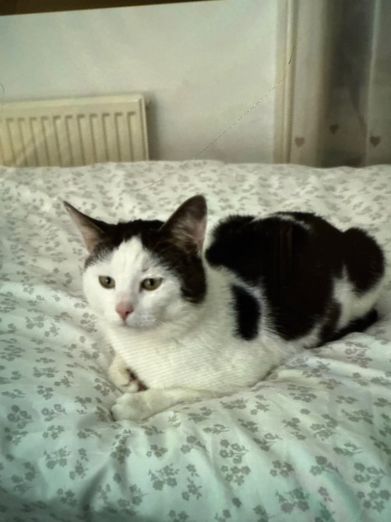 Cat for sale