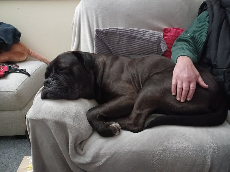 Cane Corso
