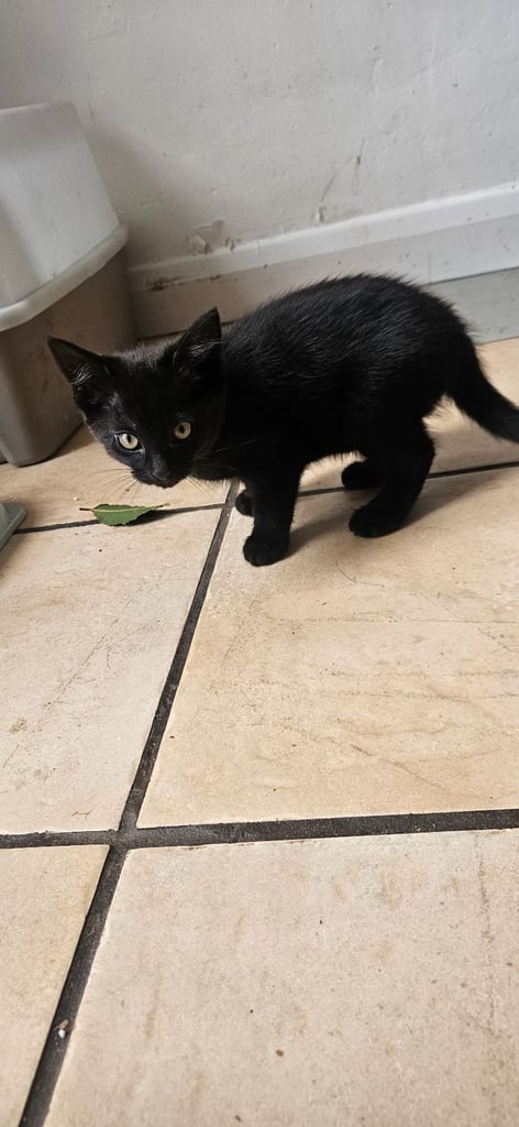 Grey and black kittens for sale