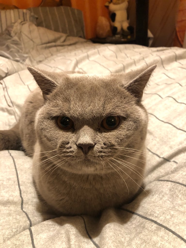 British Shorthair Cat