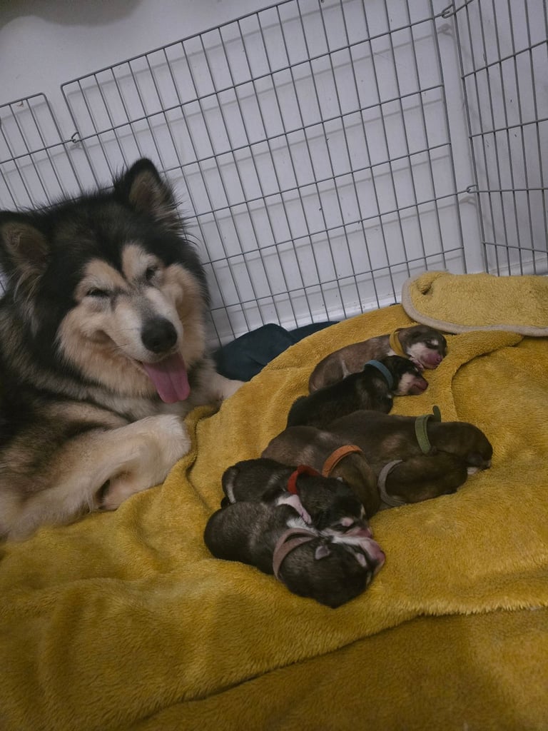 2 alaskan malamute girls ready to go now!!