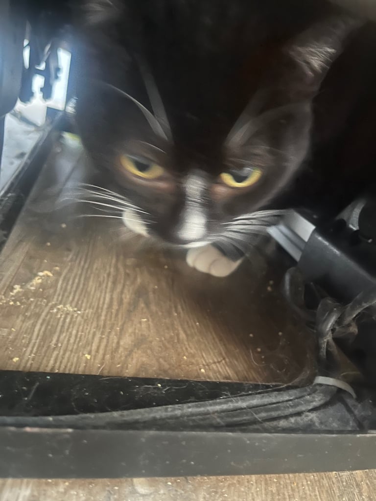 For sale She is 8 years old and she has been spayed and she is a lovely cat 🐈 