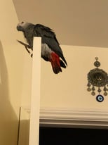 African Grey (Very Tame and well Trained)